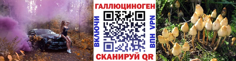 где купить   Чкаловск  Псилоцибиновые грибы Psilocybe 